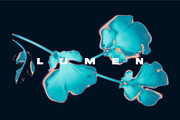 LUMEN Prints of Flowers and Plants, a Background Graphic by bbymedia.store (Thumbnail 1 of 4)