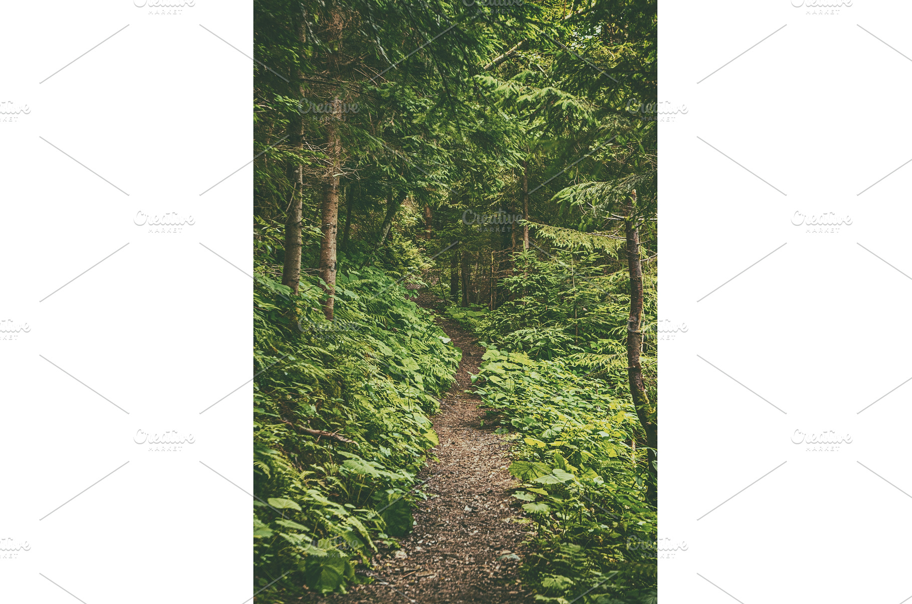 Dark moody forest, a Nature Photo by Nature and travel