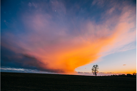 Tree In Spring Field At Evening, a Nature Photo by Our Amazing World