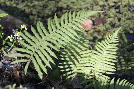 fern