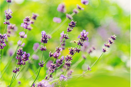 Blooming lavender in the garden, a Nature Photo by yanadjana
