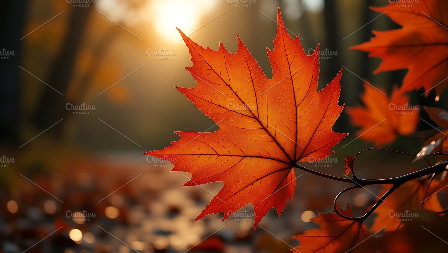 Vibrant orange maple leaf bathed in, a Background Photo by Artonix