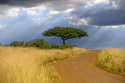 Beautiful landscape with acacia tree and road in the African sav, a Nature Photo by Byrdyak