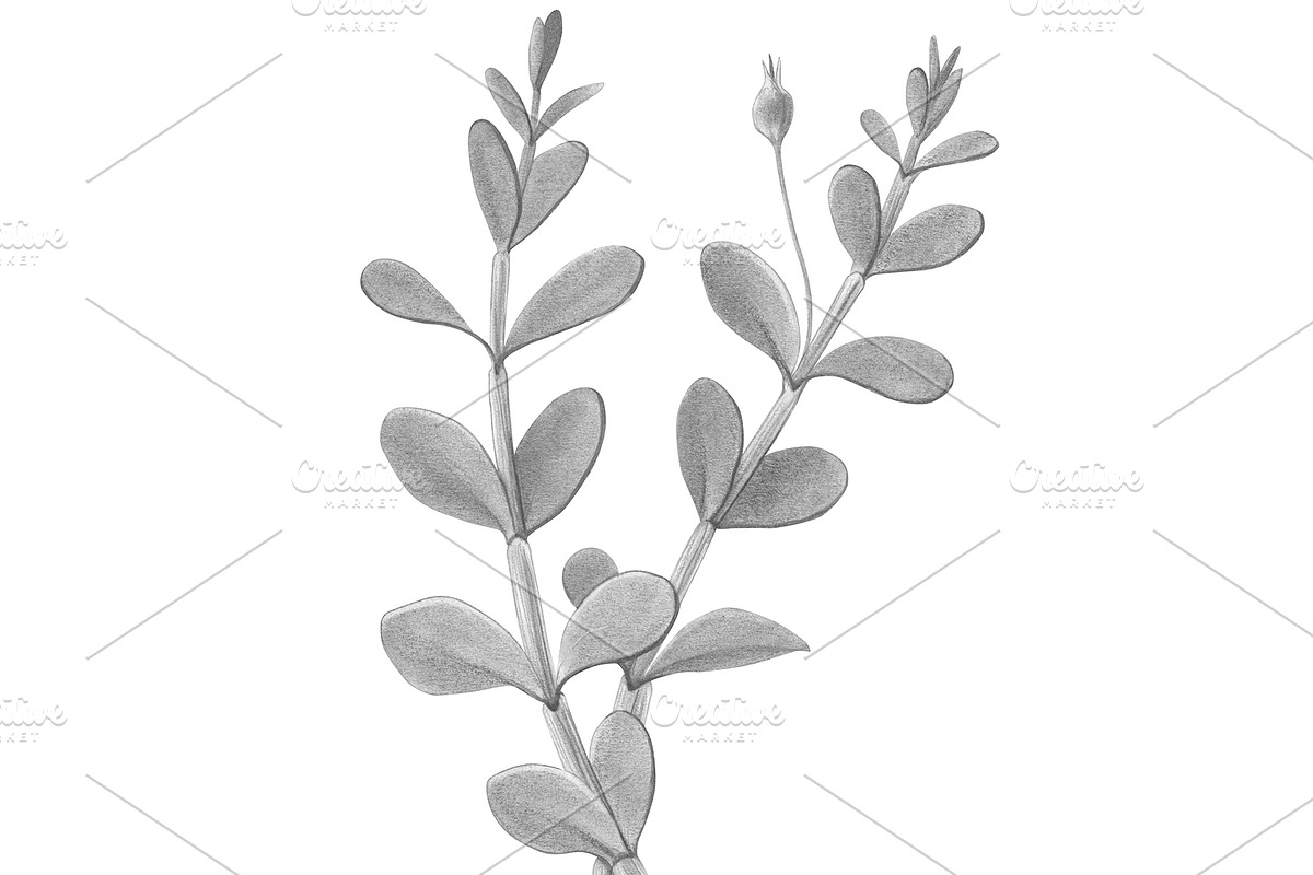 Bacopa Botanical Illustration Set, an Illustration by Anna Repp Illustration (Photo 3 of 7)