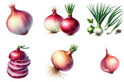 Watercolor Onion Clipart, an Illustration by DreamArtGraphic (Thumbnail 5 of 5)