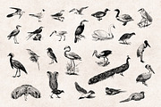 Birds Engravings Set, an Object Graphic by Graphic Goods (Thumbnail 3 of 6)