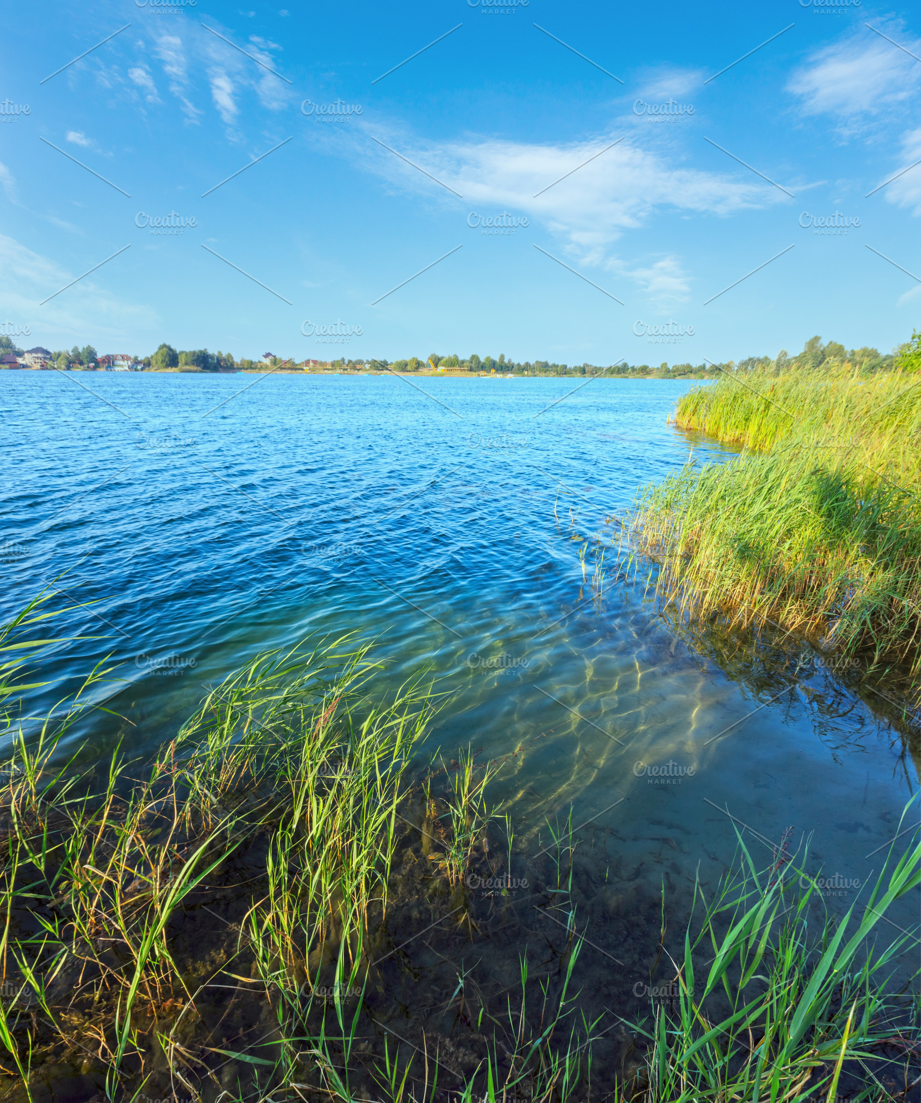Summer lake calm rushy shore., a Nature Photo by YuriyB
