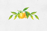 Tangerines. Watercolor collection, a Decorative Illustration by Maria's little shop (Thumbnail 4 of 11)