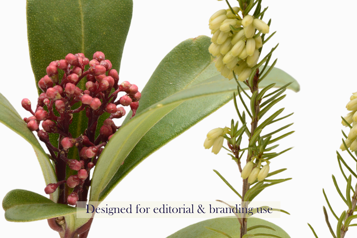 Airy Meadow – Wild Berries & Botanic, an Object Graphic by Aga Silva (Photo 5 of 5)