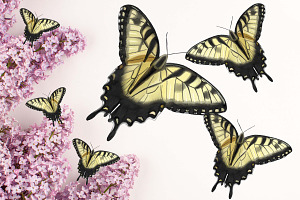 6 Beautiful Butterfly Illustrations