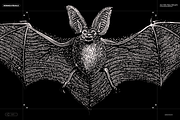 Halloween Special! Bats of the World, an Animal Illustration by Nomad Visuals (Thumbnail 17 of 17)