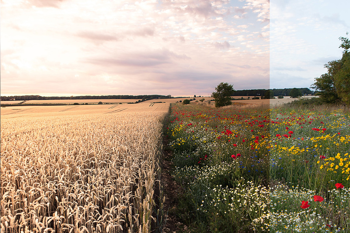64 Lightroom Presets: Core Set, an Action Add-On by Frederick & Lightroom (Photo 10 of 15)
