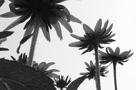 B&w flower featuring flower, flowers, and black preview 6