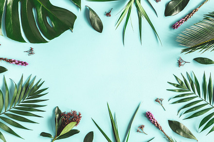 Summer composition stock photo containing leaf and flower, an Arts & Entertainment Photo by Flaffy