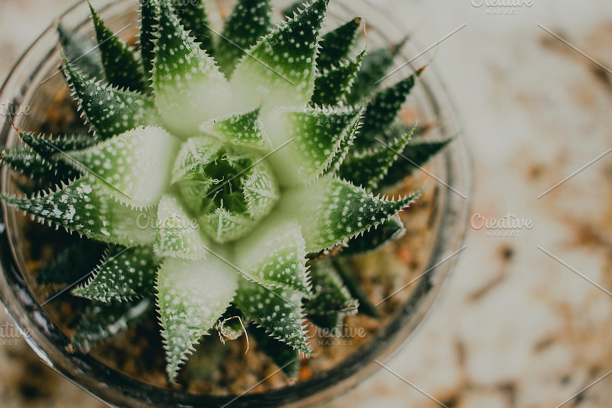 Succulent Plant Close-up, a Nature Photo by René Jordaan Photography (Photo 2 of 2)