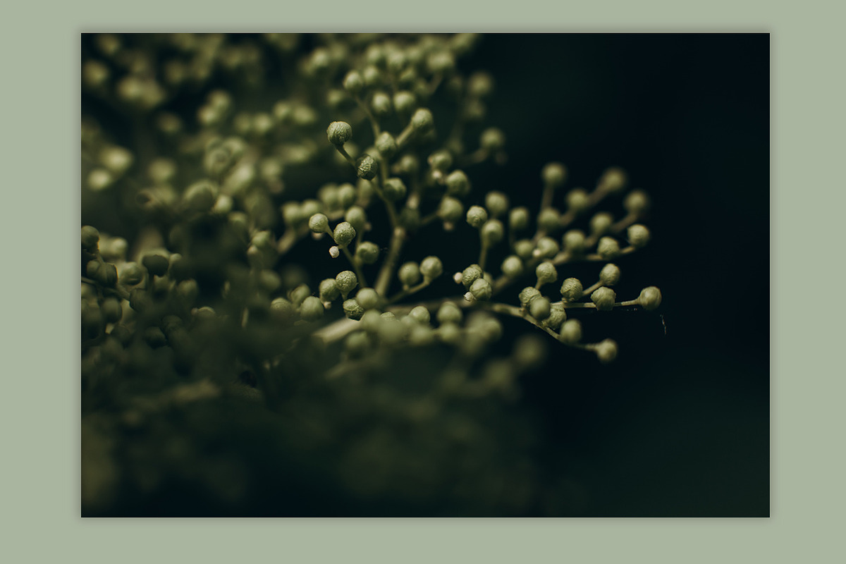 Spring macro collection, a Nature Photo by akovtun (Photo 3 of 7)