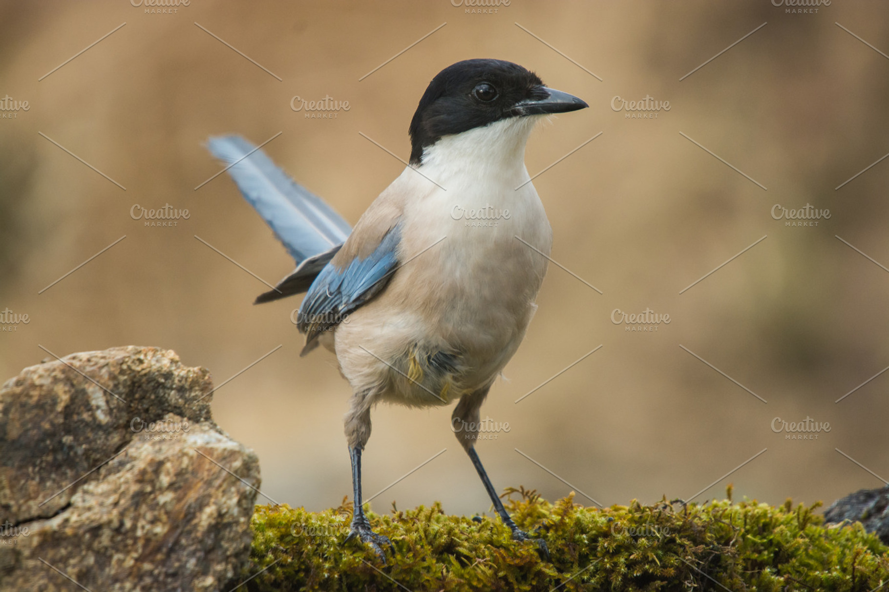 Cyanopica cyanus containing cyanopica cyanus, animal, and aves