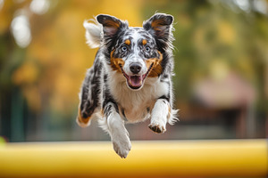 Energetic canine leaps over obstacle, an Animal Photo by Pixeness Studio