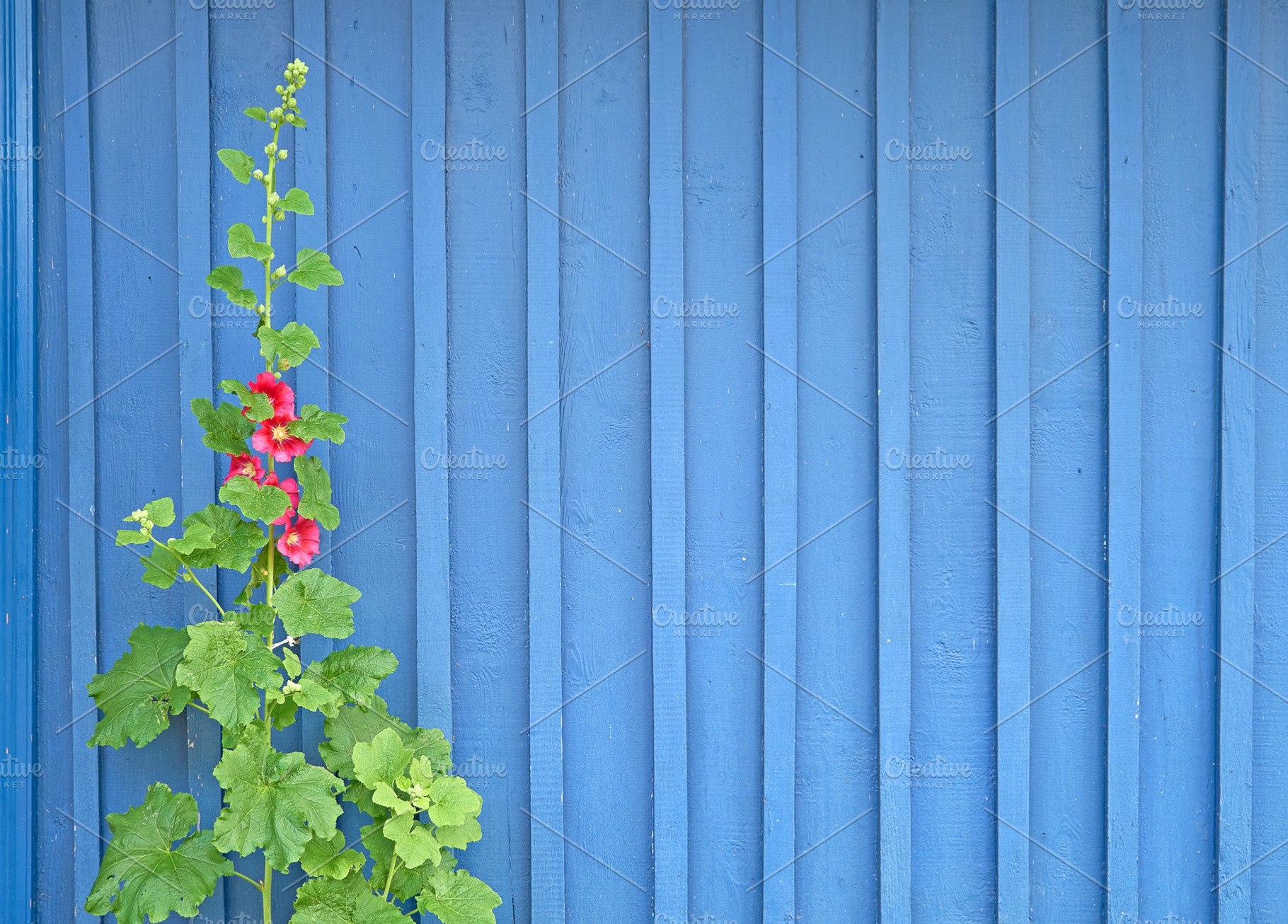 Flower against blue wooden wall, a Nature Photo by BOOCYS