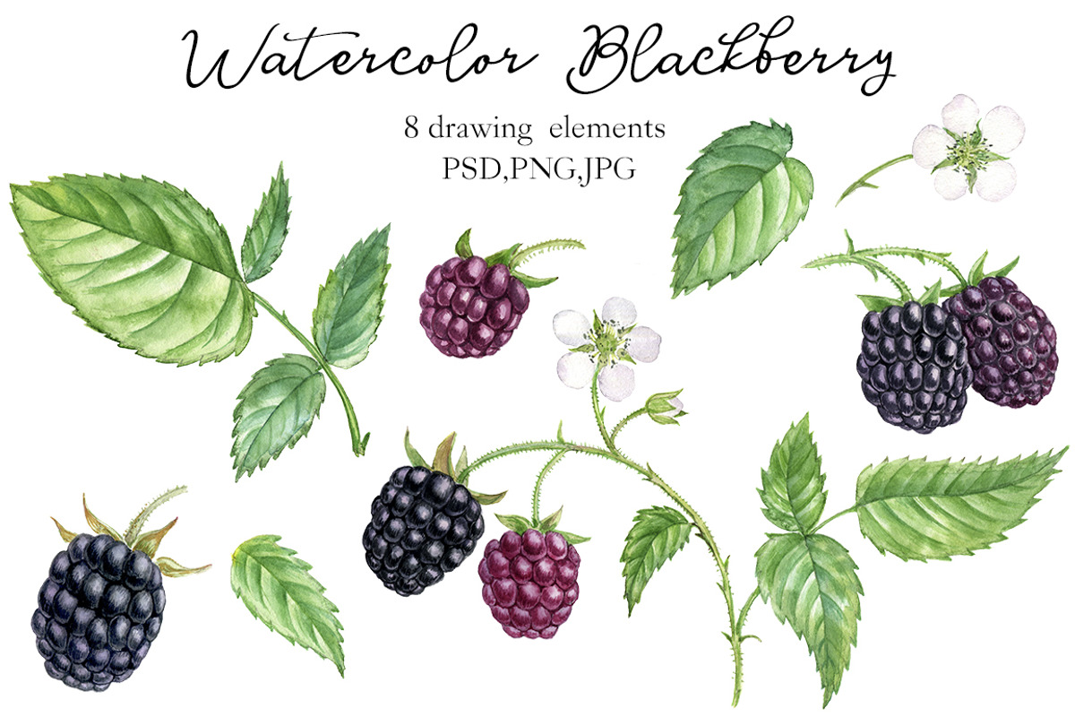 Watercolor Blackberry, a Food Illustration by cat_arch_angel (Photo 2 of 3)