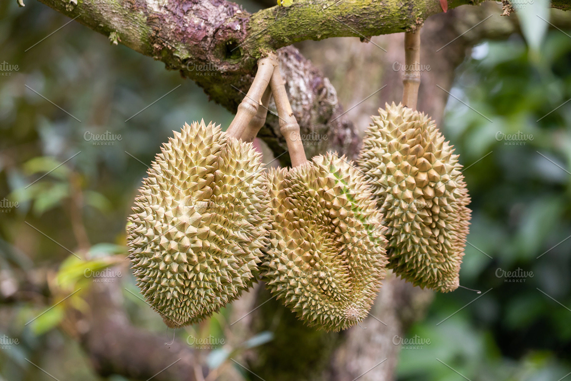 Monthong Durian fruit on tree, a Food & Drink Photo by Smith Chetanachan