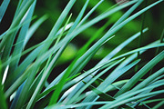 NATURAL MATTE, a Nature Photo by KABSPHOTOGRAPHY (Thumbnail 5 of 11)