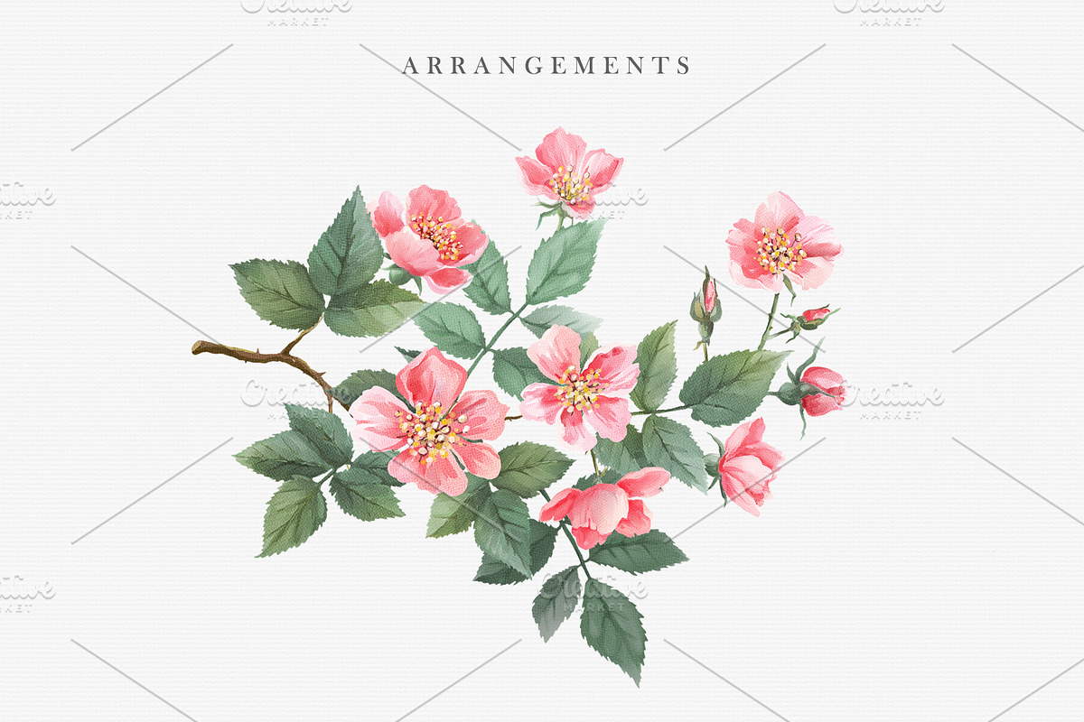 Watercolor Wild Rose, a Decorative Illustration by Nataleana