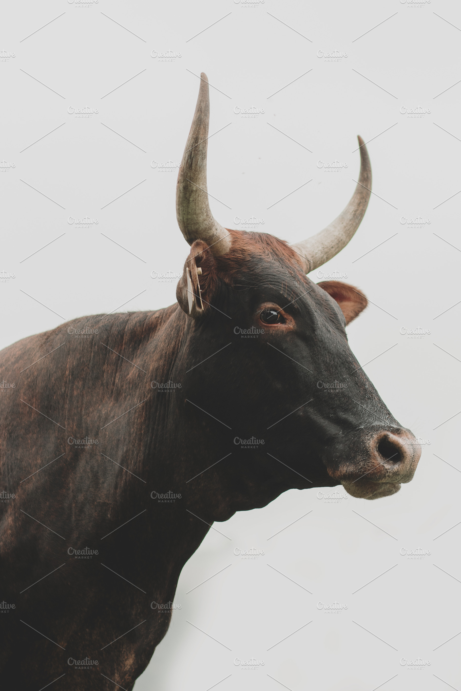 Nguni cow portrait, an Animal Photo by René Jordaan Photography