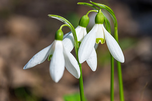 White spring flowers snowdrops, a Nature Photo by Vapi