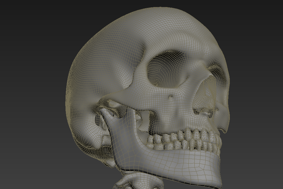 Human skeleton rigged, a Characters & Person 3D Model by konstantin.ermolaev (Photo 23 of 27)