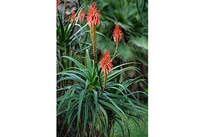 Aloe arborescens plant displaying, a Nature Photo by volodymyrshtun13795