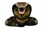King Snake Cobra PNG, an Animal Photo by VetalStock (Thumbnail 1 of 2)