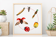 Big Life Cycle Bundle, an Education Illustration by Tati Bordiu (Thumbnail 37 of 43)