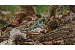 Urban squirrels foraging plastic, an Animal Photo by Our Amazing World
