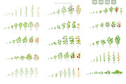 Stages of Plant Growth set, an Education Illustration by Ilia Design (Thumbnail 3 of 7)