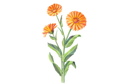 Calendula Pencil Illustration, an Illustration by Anna Repp Illustration