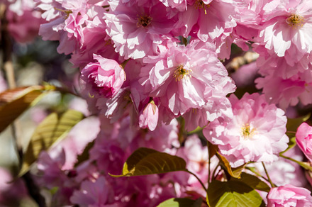 Japanese cherry blossom in spring. Macro view, a Nature Photo by GoodGoods