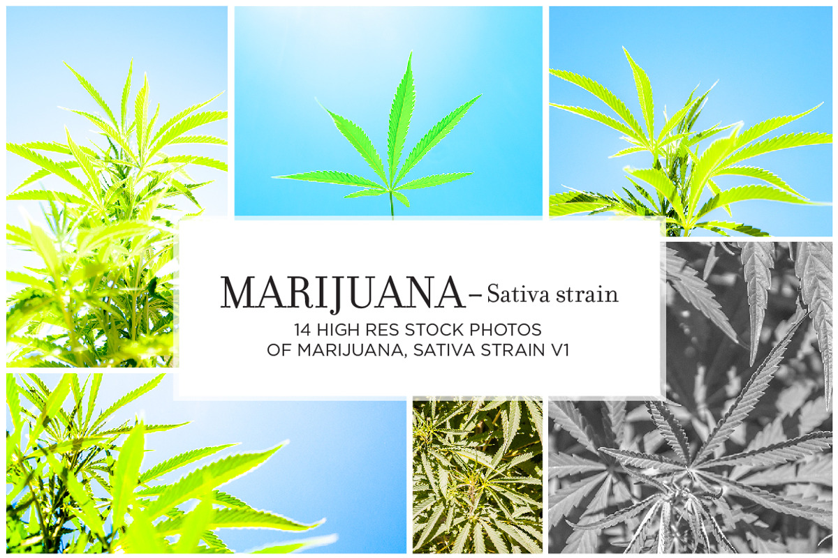 Marijuana Sativa Strain Stock Bundle, a Nature Photo by r.r.palacios (Photo 1 of 6)