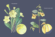 Vintage Flower Illustrations Bundle, an Illustration by Greta Ivy (Thumbnail 38 of 62)