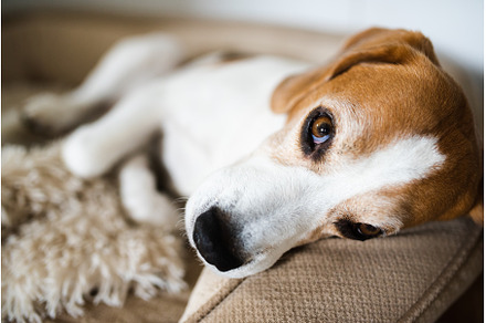 Beagle dog tired sleeps on a couch, an Animal Photo by MadPhotos