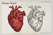 Vintage Human Heart Illustration, an Education Illustration by Kusumaillustration (Thumbnail 1 of 4)