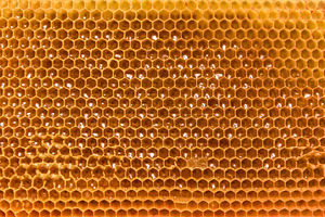 Bee Honeycomb Frame with Honey