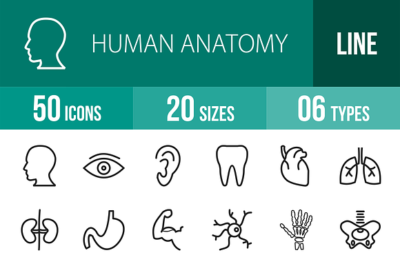 50 Human Anatomy Line Icons