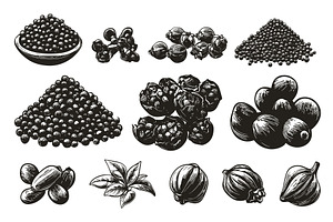 Peppercorn Heap Mill Dried Seed, a Food Illustration by LadadikArt