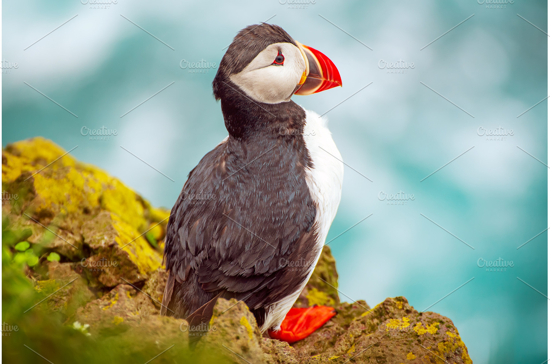 Single atlantic puffin, an Animal Photo by Nature and travel