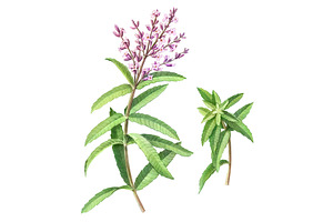 Lemon Verbena Pencil Illustration