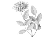 Elder Plant Botanical Illustration, an Illustration by Anna Repp Illustration (Thumbnail 5 of 7)