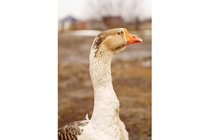 Close-up of a white goose with, an Animal Photo by darksoul72