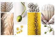 Flora Detail - Macro Photo Bundle, a Nature Photo by Stockify (Thumbnail 2 of 6)