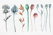 Herbarium Master Collection, a Decorative Illustration by AlexGreenArt (Thumbnail 7 of 12)